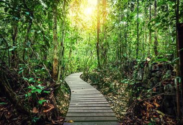 Rainforest path in Borneo