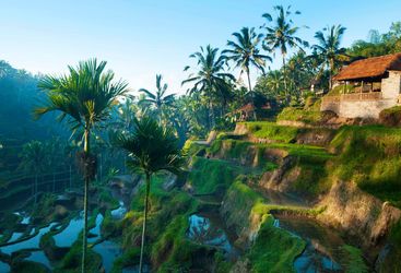 Rice terrace field in Bali