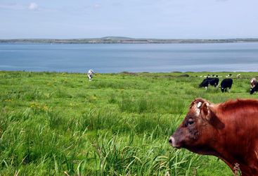 A picture of countryside cows