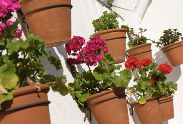 Flowers at Las Casas del Rey de Baeza, luxury hotel in Italy
