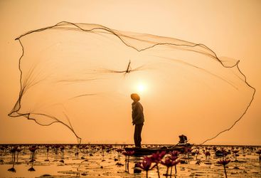 Inle Lake fisherman and net in Myanmar