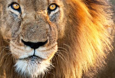 Lion in Kruger
