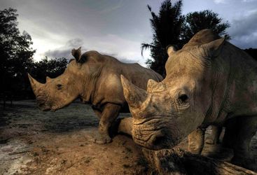 Rhinos in cloudy skies