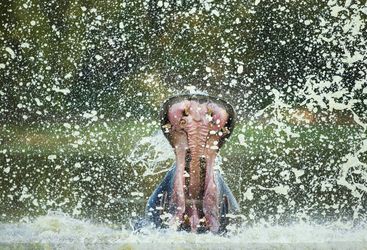 Hippopotamus in Mana Pools