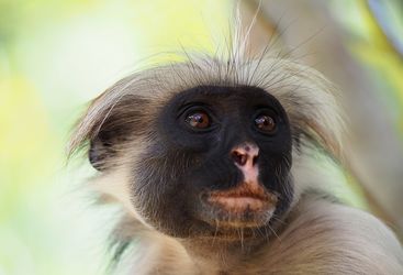 monkey close up