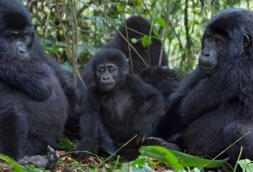 three mountain gorilla