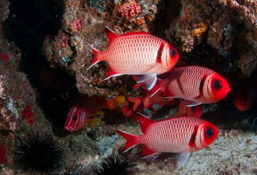 Red Fish, Mozambique