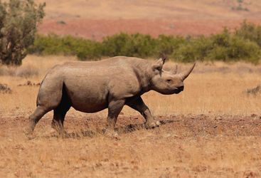 A rhino at Desert Rhino, luxury camp in Namibia