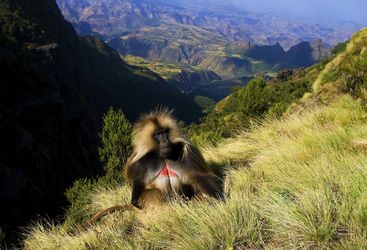 Gelada Baboon in the Siemen Mountains