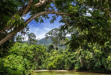 sumatra-rainforest