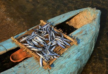 Catch of the Day on Lake Malawi