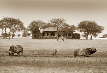 Singita Sagora Tented Camp, luxury camp in Tanzania