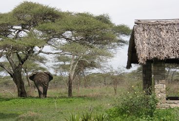 Elephant at Ndutu Safari Lodge, luxury lodge in Tanzania