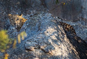 Leopard at Jawai Leopard Camp, luxury camp in India