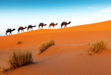 Morocco camels view