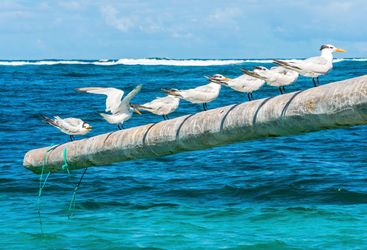 Royal terns on poles