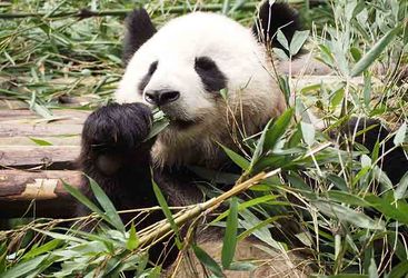 Giant Panda, Chengdu
