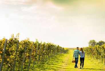 Walking couple in the vineyards