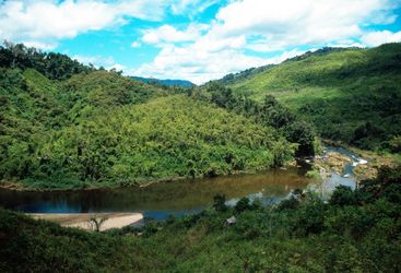 Madagascan rainforest
