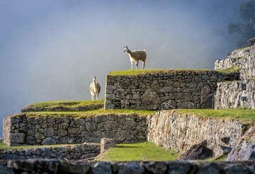 Llamas at Machu Picchu