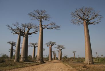 Baobab trees in Madagascar