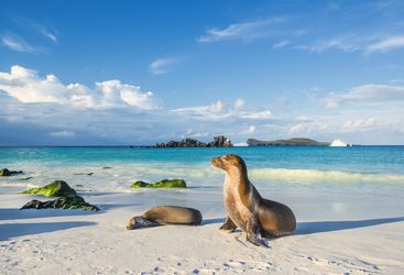 Sea lion on the beach, Galapagos