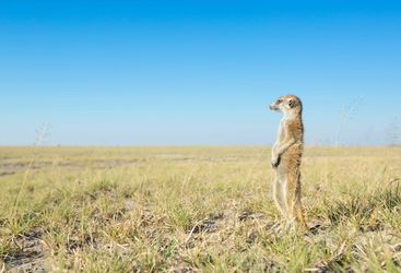 Meerkat in Botswana
