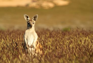 Kangaroo in the Wild
