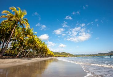 Palm Trees on a Beach