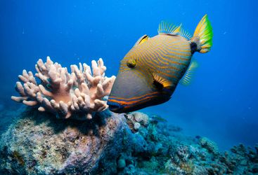 Orange lined triggerfish
