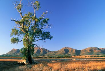Cazneaux tree at Wilpena