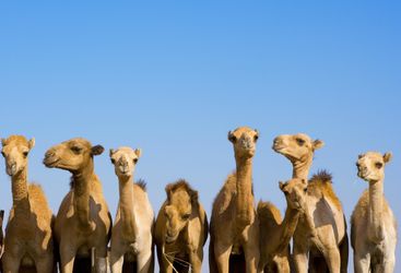 Camels, Abu Dhabi