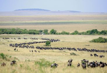 Great wildebeest migration
