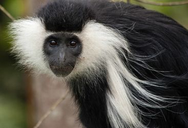 Colbus monkey