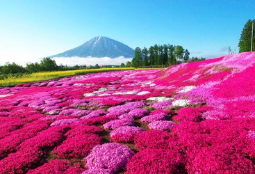 Flowers in field in Hokkaido