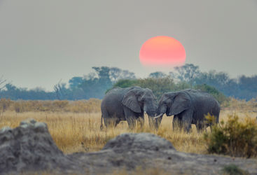 Elephants at sunset
