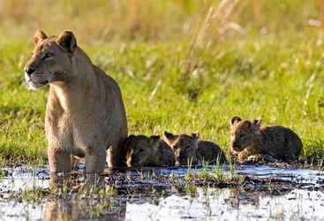 Lion family in the Okavango Delta