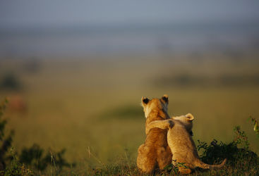 Lion cubs in Kenya