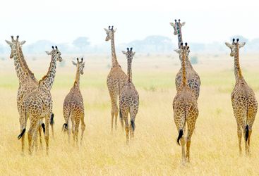 Serengeti Giraffes