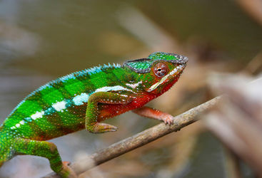 Chamelon, Madagascar