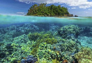 Coral reef in the Philippines