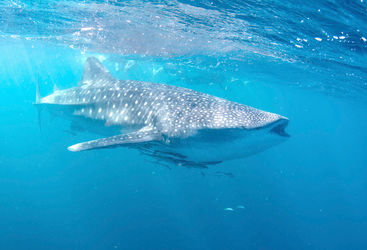 Ningaloo Whale Shark