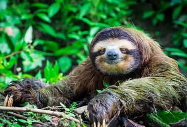 Sloth in Costa Rica