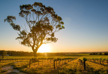 Sunrise in the Barossa Valley