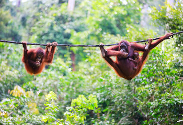 Orangutans swinging