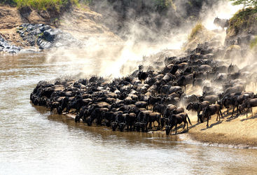 Masai Mara Great Migration