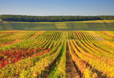 Autumnal vineyard