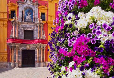Malaga flowers