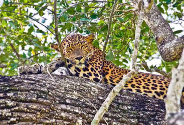 Leopard in a tree