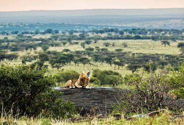 Lion on log in the Serengeti